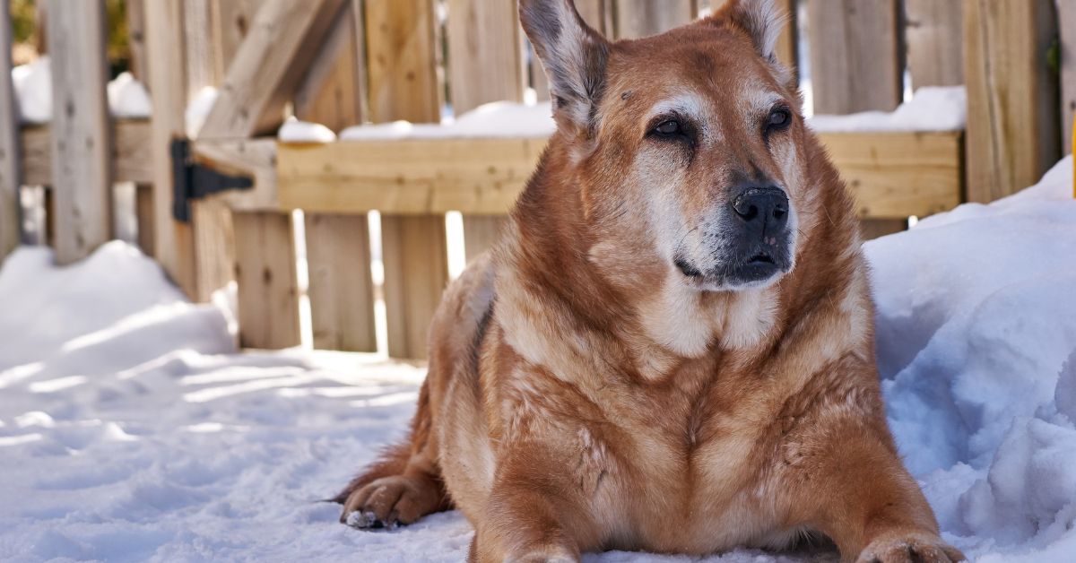adopting-a-senior-dog-benefits-drawbacks-fb