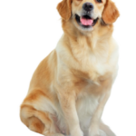 faq.png
