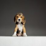beagle-tricolor-puppy-is-posing-cute-white-braun-black-doggy-pet-is-playing-grey-wall-looks-attented-playful-concept-motion-movement-action-negative-space_155003-33647