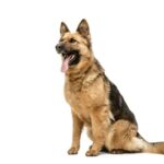 cute-shepherd-dog-posing-isolated-white-background_155003-46179