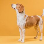 portrait-proud-beautiful-dog_23-2148366881