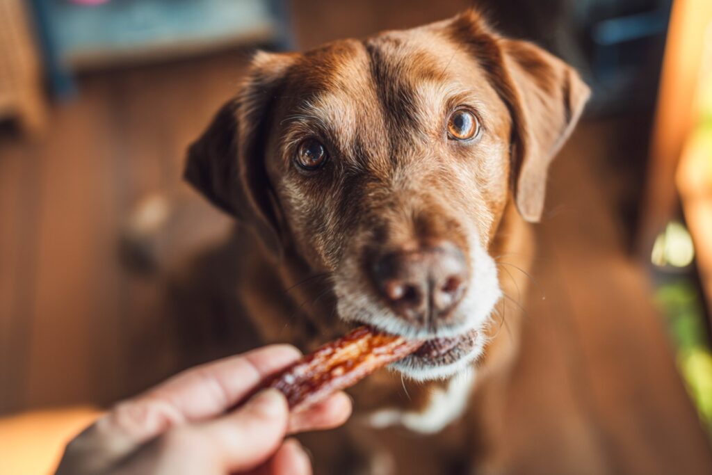 Best Calming Treats for Senior Dogs with Anxiety or Restlessness