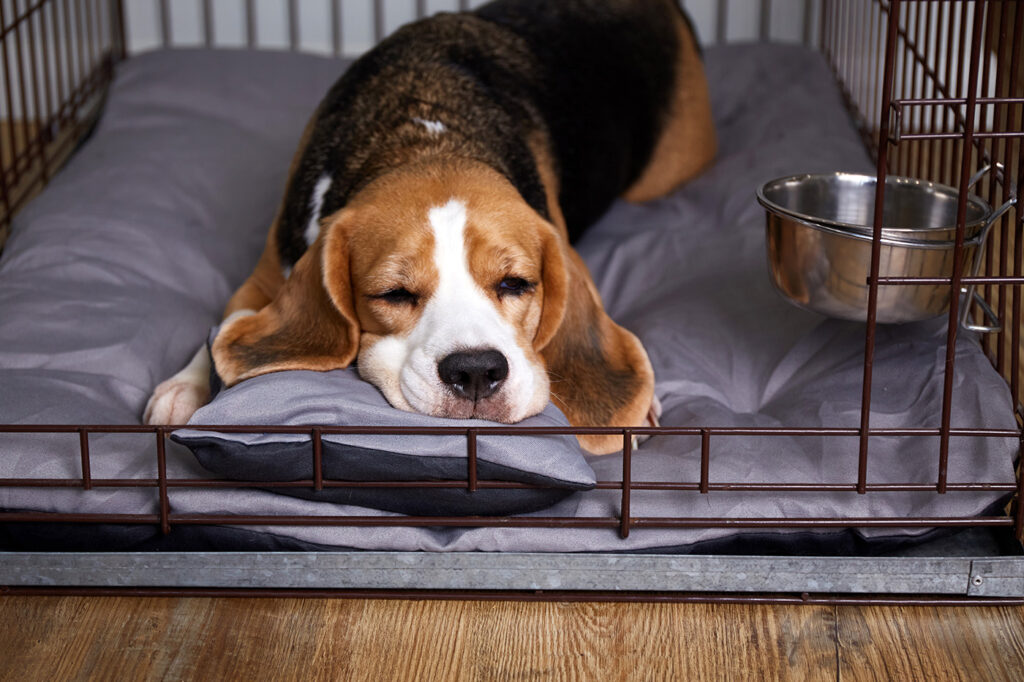 How to Crate Train an Older Dog Without Stress or Setbacks