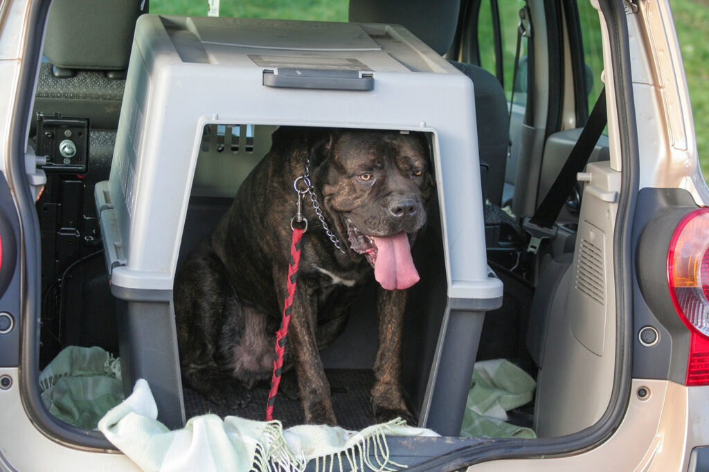 How to Crate Train an Older Dog Without Stress or Setbacks