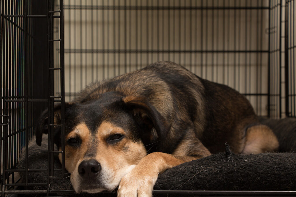 How to Crate Train an Older Dog Without Stress or Setbacks