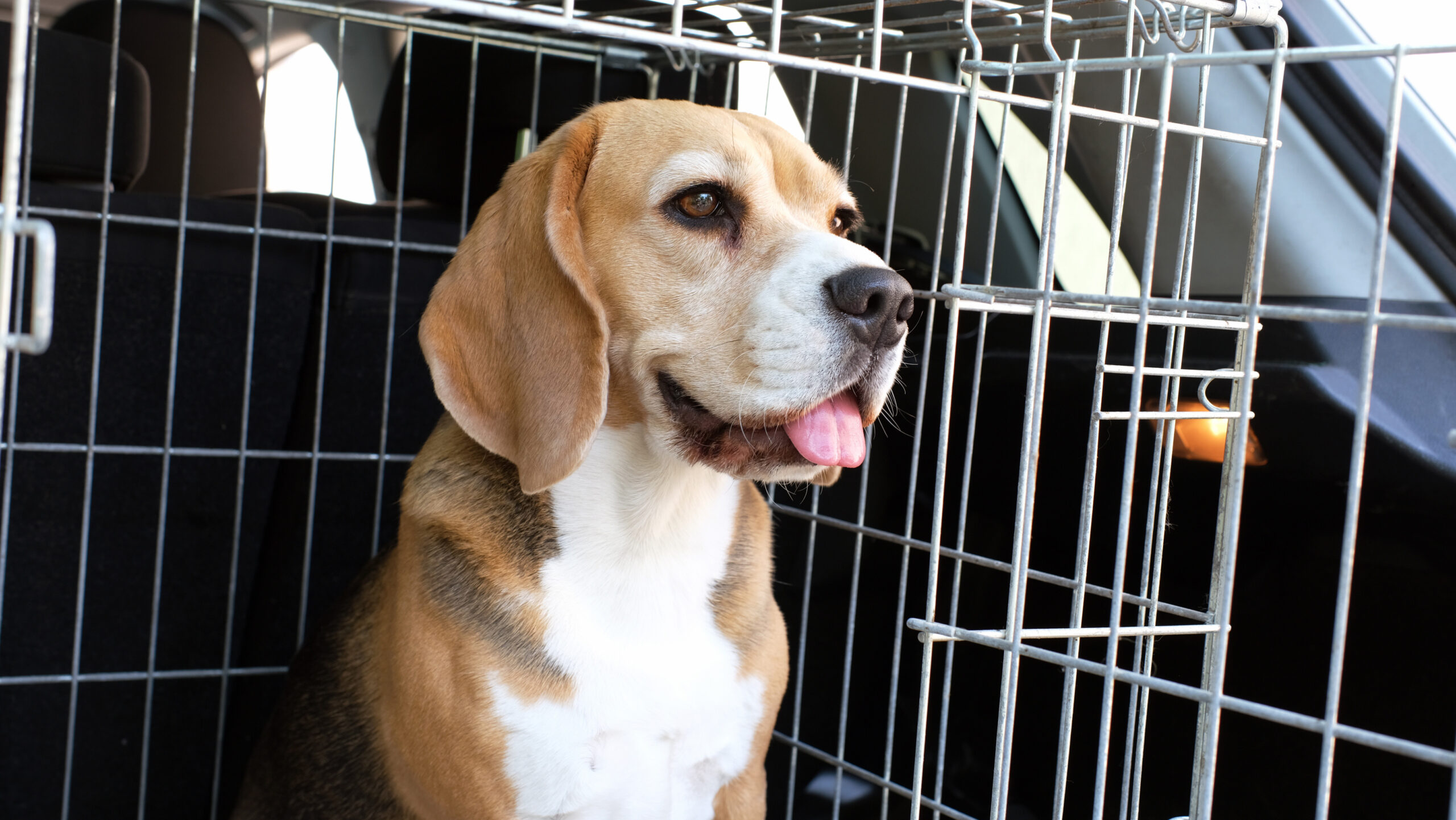 How to Crate Train an Older Dog Without Stress or Setbacks