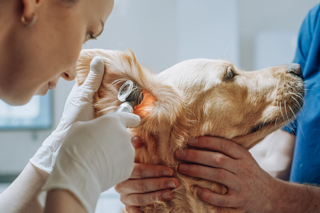 Dog Hearing Aids