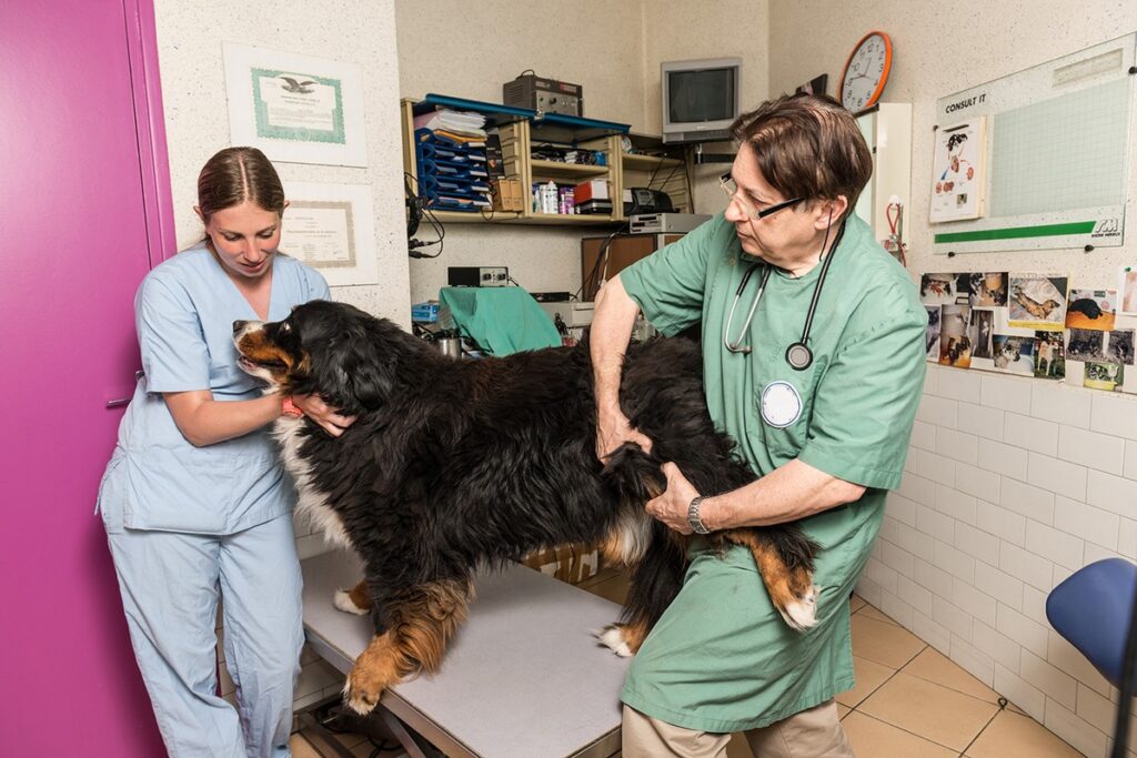 Glucosamine for Dogs benefits