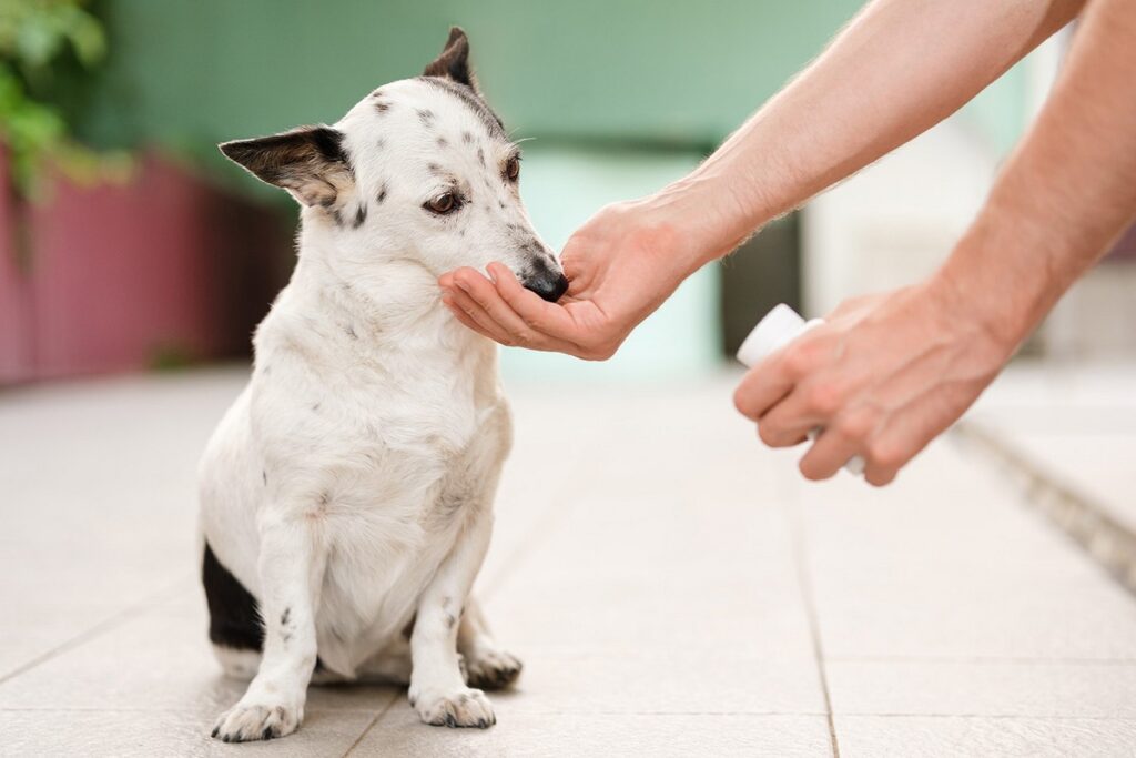 Glucosamine for Dogs