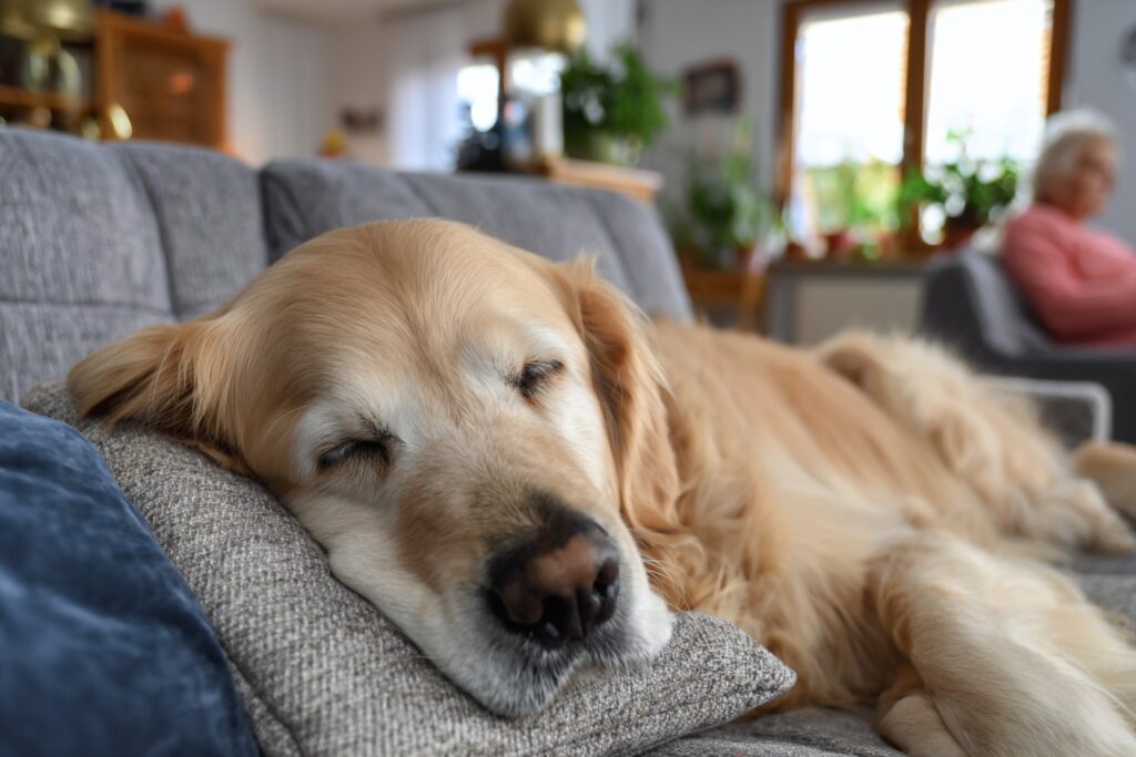 Is Your Dog Snoring More Lately? What's Normal for Senior Dogs