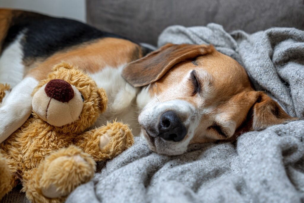 Is Your Dog Snoring More Lately? What's Normal for Senior Dogs