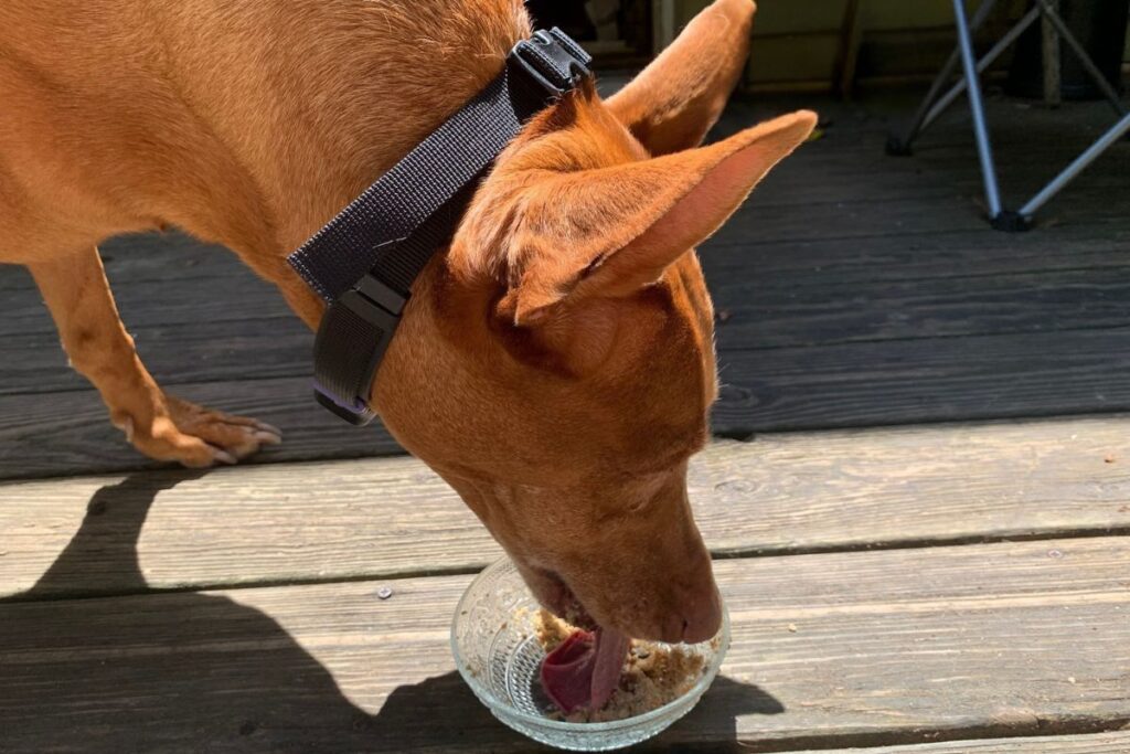 Ollie best dog food for senior dogs