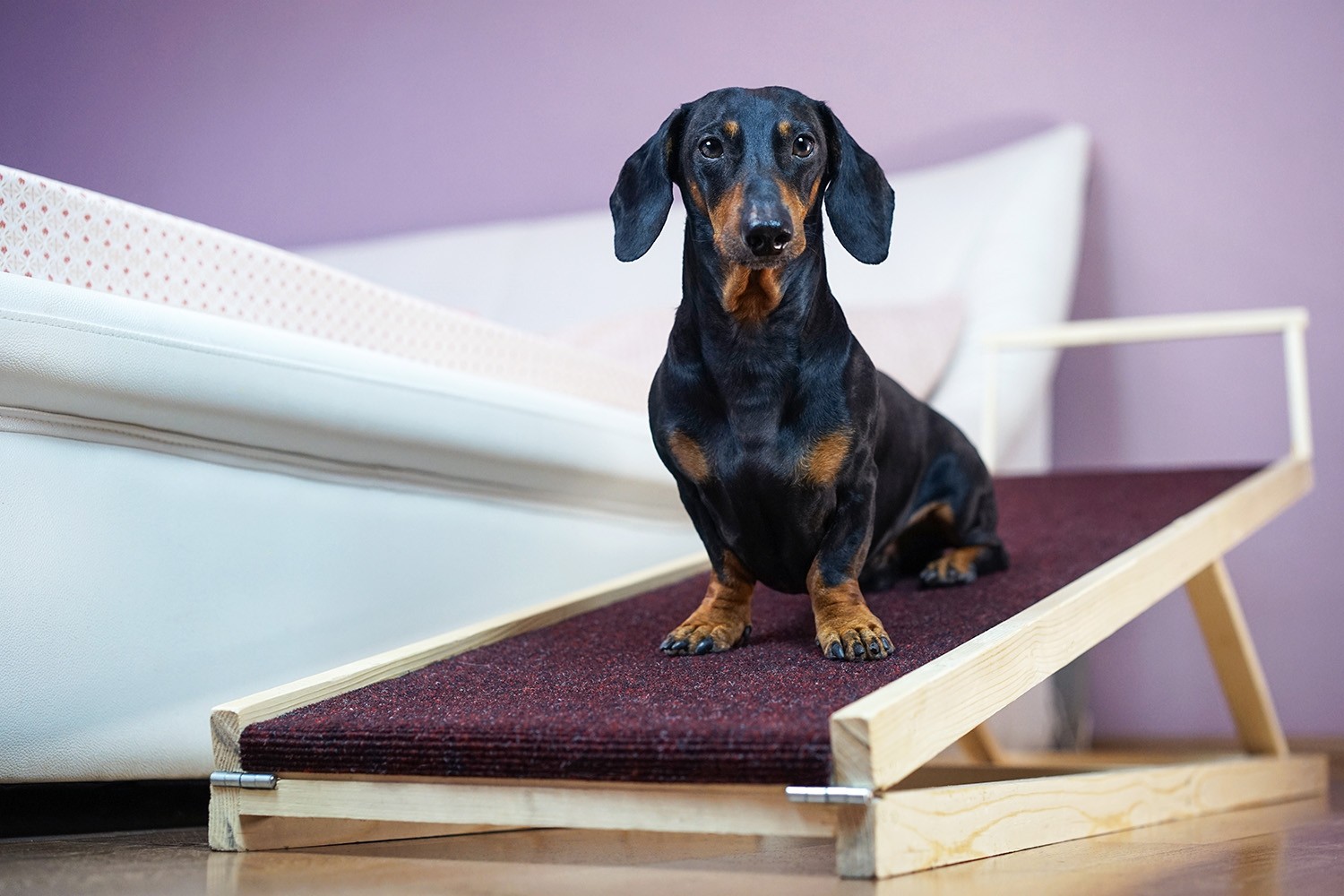 Best Dog Ramps for Senior Dogs: Safe Steps for Sore Joints