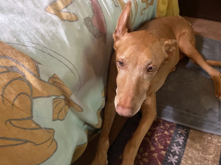 Embark DNA test for senior dogs